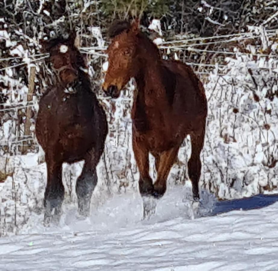 Haras De Seranon ภายนอก รูปภาพ